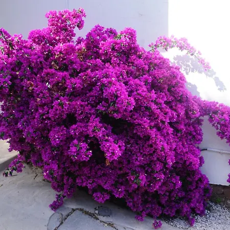 Bougainvillier - Welkeys