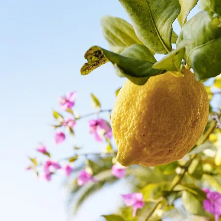 Διαμέρισμα Bougainvillier - Welkeys *