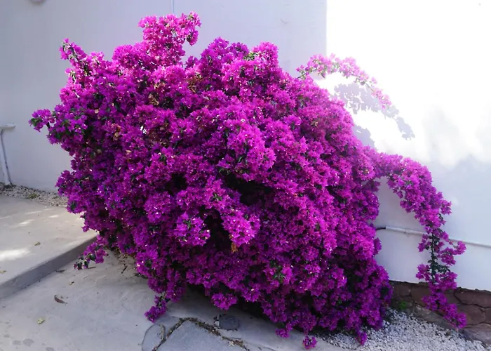 Bougainvillier - Welkeys